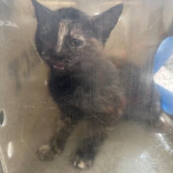 Domestic Short Hair Cats Available for Adoption - Daisey Mae | PetCurious