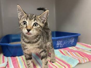 Domestic Short Hair Cats Available for Adoption in Salinas, California - FELIX | PetCurious
