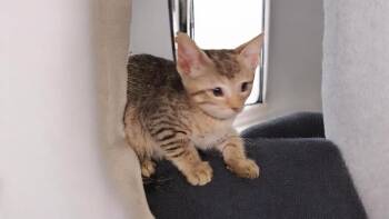 Paisley -  Domestic Short Hair Cat for Adoption in North Richland Hills, Texas - Paisley | PetCurious