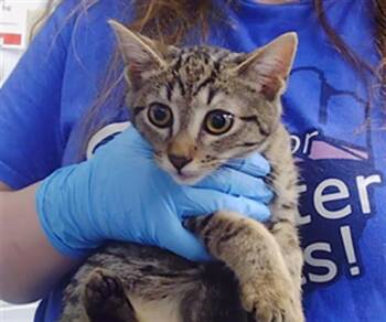WILLA -  Domestic Short Hair Cat for Adoption in Charlotte, North Carolina - WILLA | PetCurious
