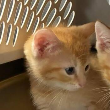 Dos -  Domestic Short Hair Cat for Adoption in Jeffersonville, Indiana - Dos | PetCurious