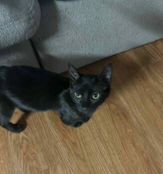 Rescue Domestic Short Hair Cats for Adoption in Mansfield, Texas - Beck | PetCurious