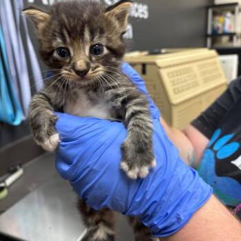 Mr. Sun 3924/7437 -  Domestic Short Hair Cat for Adoption in Columbus, Georgia - Mr. Sun 3924/7437 | PetCurious