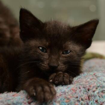 Brisket -  Domestic Short Hair Cat Available for Adoption in Ottawa, Kansas - Brisket | PetCurious