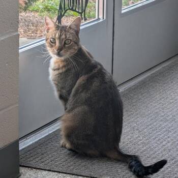 Domestic Short Hair Cats Available for Adoption - Toffee | PetCurious