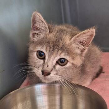 Granny -  Domestic Short Hair Cat for Adoption in Montgomery, Alabama - Granny | PetCurious