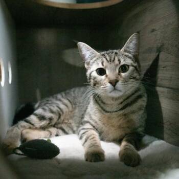 Amy Winehouse -  Domestic Short Hair Cat for Adoption in Sarasota, Florida - Amy Winehouse | PetCurious