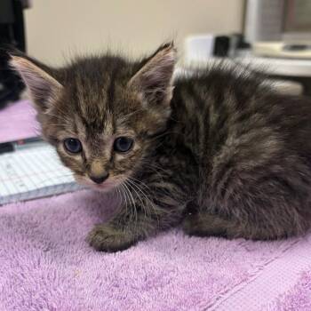 Sasuke -  Domestic Short Hair Cat for Adoption in Reno, Nevada - Sasuke | PetCurious