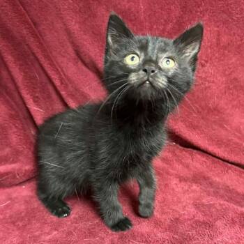Rescue Domestic Short Hair Cats for Adoption in Waterloo, Iowa - Trooper | PetCurious