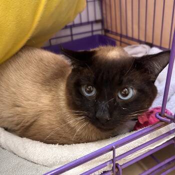 Siamese Cats Available for Adoption in Bedford, New Hampshire - Fred | PetCurious