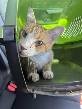 PUMPKIN -  Domestic Short Hair Cat for Adoption in San Antonio, Texas - PUMPKIN | PetCurious