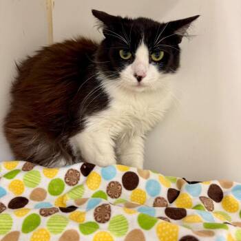 Bob -  Domestic Long Hair Cat Available for Adoption in Hawthorne, California - Bob | PetCurious