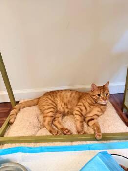 Laverne (and Zeus) -  Domestic Short Hair Cat for Adoption in New York, New York - Laverne (and Zeus) | PetCurious