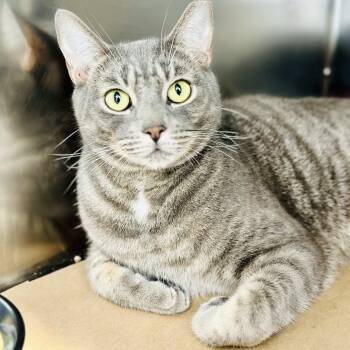 Pajamas -  Domestic Short Hair Cat for Adoption in Jackson Township, New Jersey - Pajamas | PetCurious