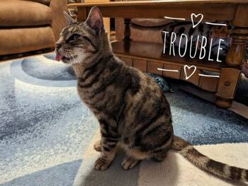 Rescue Domestic Short Hair Cats for Adoption in Cleburne, Texas - Trouble | PetCurious