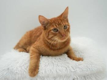 Rescue Domestic Long Hair and Domestic Short Hair Cats for Adoption in Bowling Green, Kentucky - Marco | PetCurious