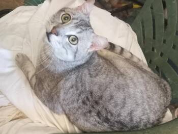 Nefertem -  Domestic Short Hair and Ocicat Cat for Adoption in Cookeville, Tennessee - Nefertem | PetCurious