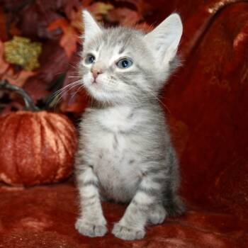 Rescue Domestic Short Hair Cats for Adoption in Austin, Texas - Quagmire 27 | PetCurious