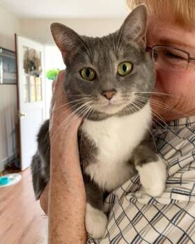 Rescue Domestic Short Hair Cats for Adoption in Glen Raven, North Carolina - KRISSY | PetCurious