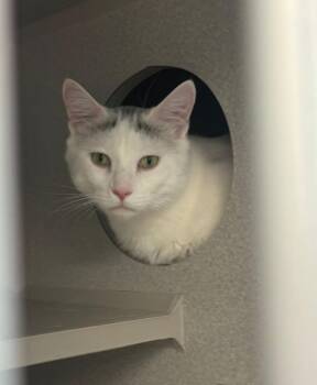 Tuck -  Domestic Short Hair Cat for Adoption in Viroqua, Wisconsin - Tuck | PetCurious