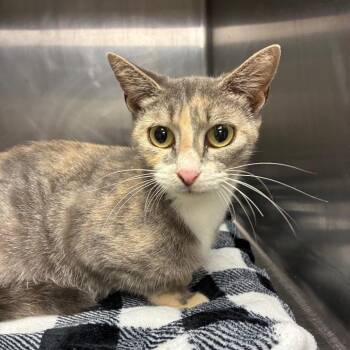 Callie -  Domestic Short Hair Cat for Adoption in Birmingham, Alabama - Callie | PetCurious