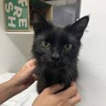 Bradly -  Domestic Medium Hair Cat for Adoption in Hilliard, Ohio - Bradly | PetCurious