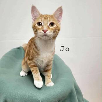 Rescue Tabby Cats for Adoption in Rushville, Illinois - Jo | PetCurious