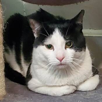 Domestic Short Hair Cats Available for Adoption in Maple Shade, New Jersey - Tocchet | PetCurious