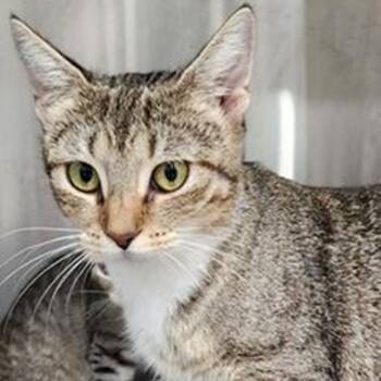 Rescue Tabby Cats for Adoption in Lancaster, Virginia - Mila | PetCurious