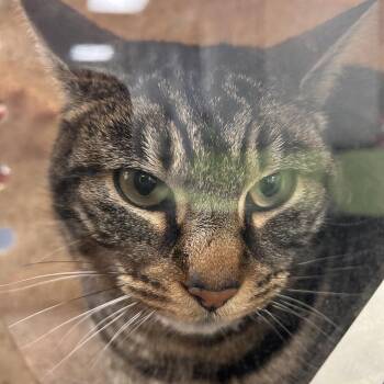 Domestic Short Hair Cats Available for Adoption - Ozalo | PetCurious