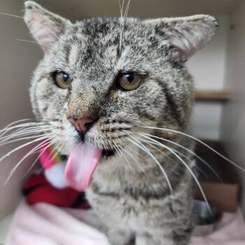 Domestic Short Hair Cats Available for Adoption - Hunka Hunka Burnin