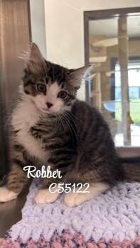 Robber -  Domestic Short Hair Cat for Adoption in Clarksville, Tennessee - Robber | PetCurious
