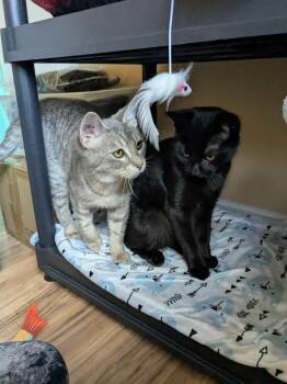 Rescue Domestic Short Hair Cats for Adoption in Maple Ridge, British Columbia - Ohtani And Grey Feather (Bonded Siblings) | PetCurious