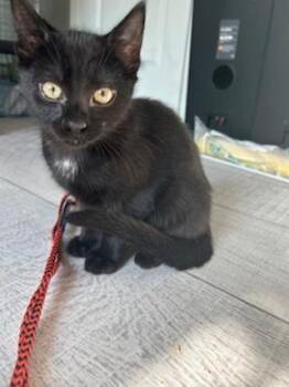 Neil -  Domestic Short Hair Cat for Adoption in Yardley, Pennsylvania - Neil | PetCurious