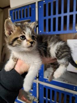 Domestic Short Hair Cats Available for Adoption in Fayetteville, Tennessee - Violet | PetCurious