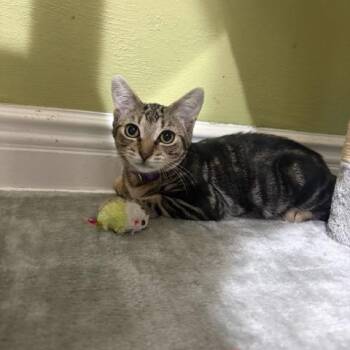 Gigi -  Domestic Short Hair Cat for Adoption in East Brunswick, New Jersey - Gigi | PetCurious