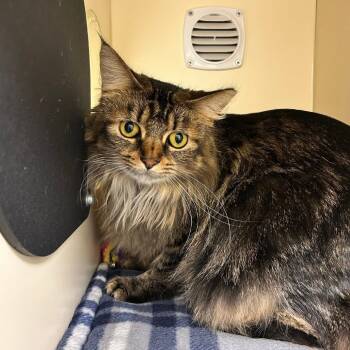 Rescue Domestic Long Hair Cats for Adoption in Naperville, Illinois - Suklaa | PetCurious