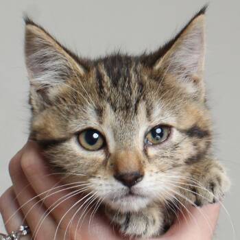 Domestic Medium Hair Cats Available for Adoption in Minnetonka, Minnesota - Slap Stick C69594 | PetCurious