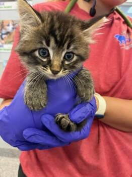 A138326 -  Domestic Long Hair Cat for Adoption in Palmetto, Florida - A138326 | PetCurious