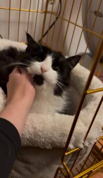 Black Beard -  Domestic Long Hair Cat Available for Adoption in New Milford, Connecticut - Black Beard | PetCurious