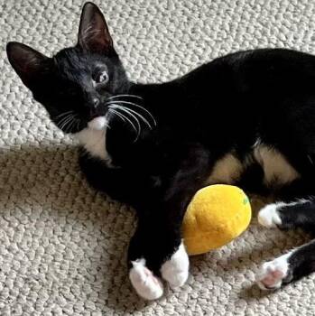 Odin -  Domestic Short Hair and Tuxedo Cat for Adoption in Lenhartsville, Pennsylvania - Odin | PetCurious
