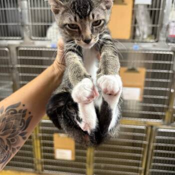 Nebula -  Domestic Short Hair Cat for Adoption in Wahiawa, Hawaii - Nebula | PetCurious