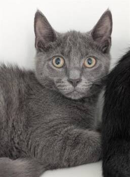 GREYBAR -  Domestic Short Hair Cat for Adoption in Canfield, Ohio - GREYBAR | PetCurious