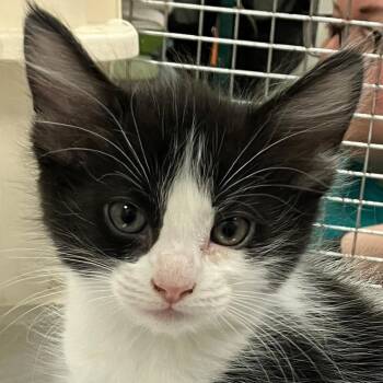 Domestic Medium Hair Cats Available for Adoption in Las Cruces, New Mexico - Ally Capone | PetCurious