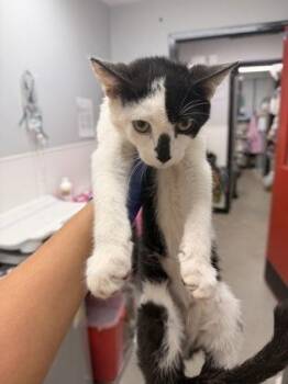 Domestic Short Hair Cats Available for Adoption in West Chester, Pennsylvania - Spicy Salmon Roll | PetCurious