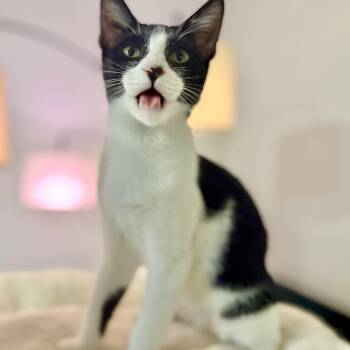 Cheesy Gordita Crunch -  Domestic Short Hair Cat for Adoption in Tampa, Florida - Cheesy Gordita Crunch | PetCurious