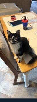 Vegas -  Domestic Medium Hair Cat for Adoption in Lafayette, Colorado - Vegas | PetCurious
