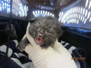 HOLLY -  Domestic Short Hair Cat Available for Adoption in Ocala, Florida - HOLLY | PetCurious