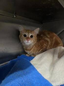 Domestic Medium Hair and Domestic Short Hair Cats Available for Adoption in West Chester, Pennsylvania - Ember Sage | PetCurious