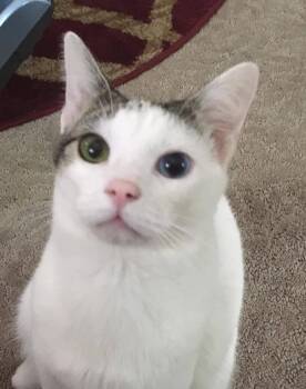 Domestic Short Hair Cats Available for Adoption in Nashville, Tennessee - Bowie | PetCurious